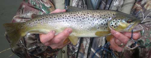 Brown Trout