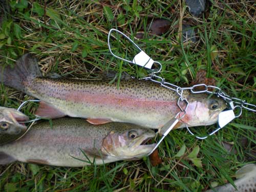 Rainbow Trout