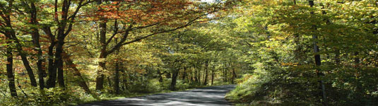 Fall Canopy Road